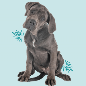 3 Quiet Clues Your Pet’s in Pain (And How to Spot Them)