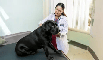 petphysiotherapy