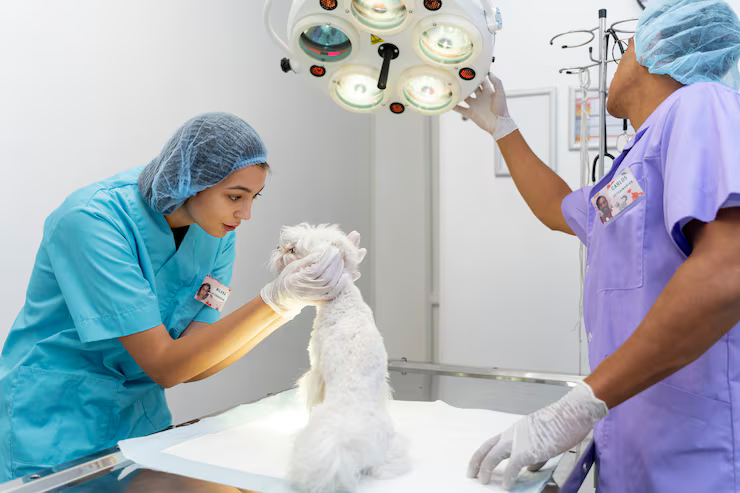 close up veterinarian taking care pet
