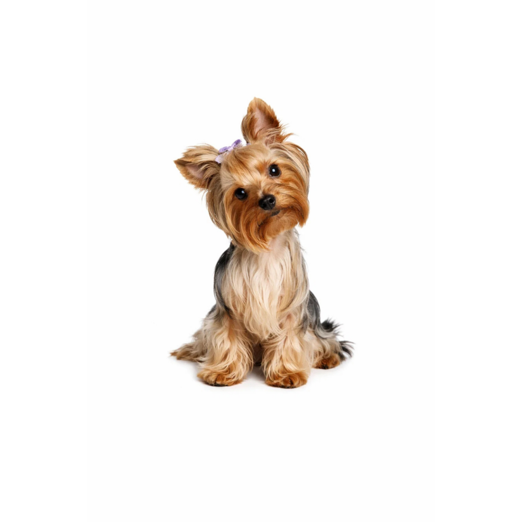 pets veterinary clinic (22)