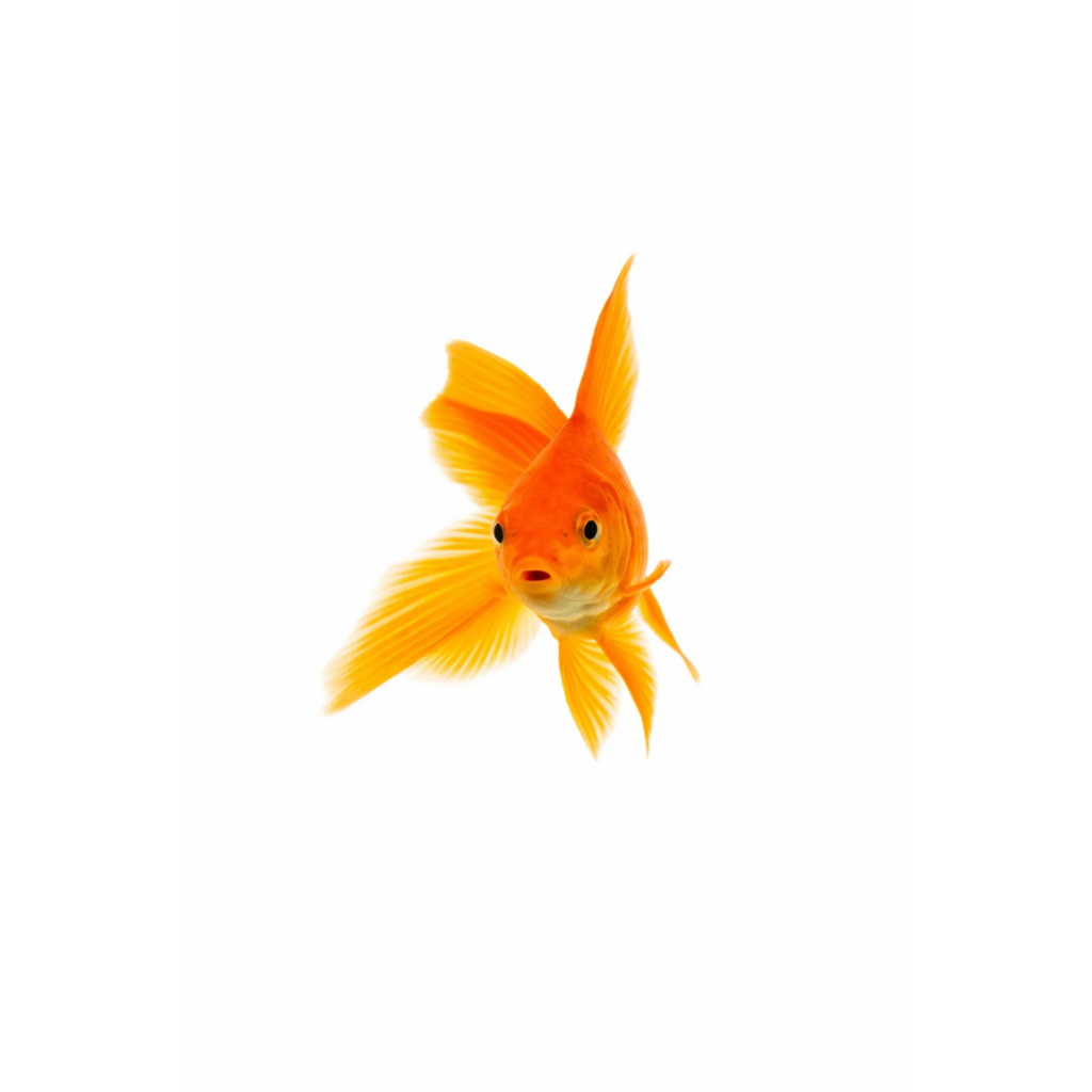 pets veterinary clinic (25)